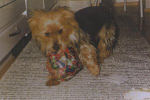 Whangdoodle Fortune Teller, kasv. Eira Malmstn